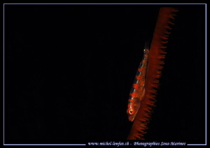 Little Symbiotic Goby.... :O)... by Michel Lonfat 